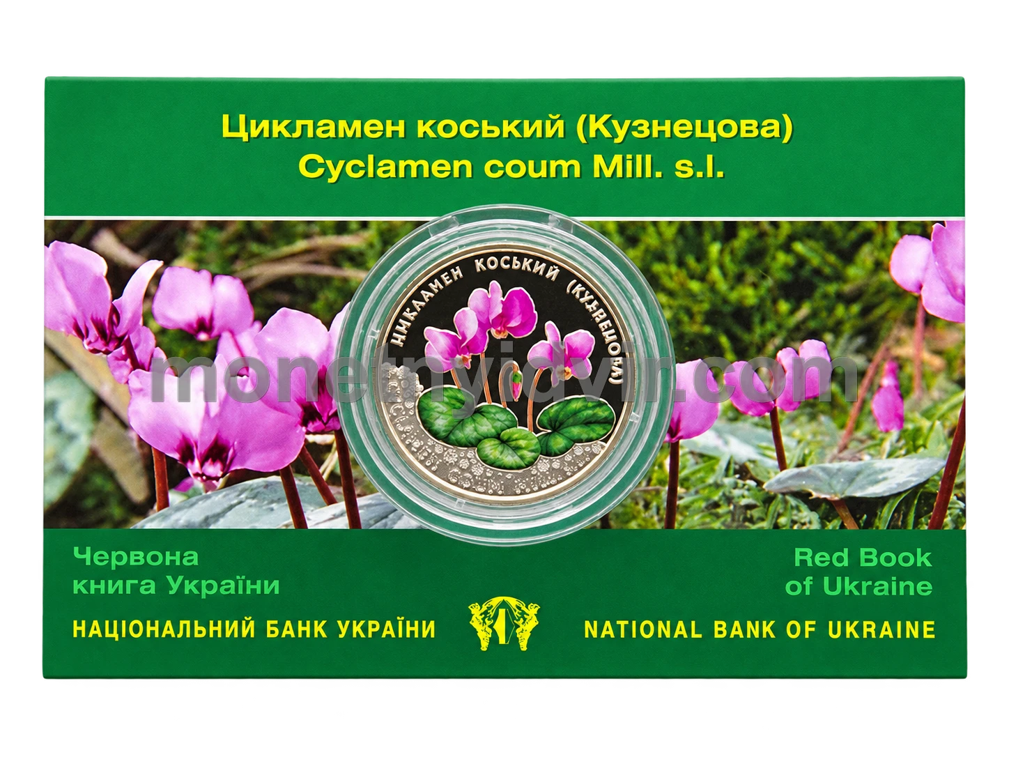 Цикламен коський (Кузнецова) у сувенірному пакованні