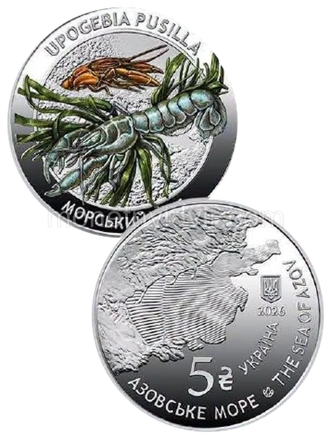 Морський кріт (Upogebia pusilla)